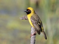 frieda 018 (2)  Southern Masked Weaver - Frieda Prinsloo 2013 : frieda